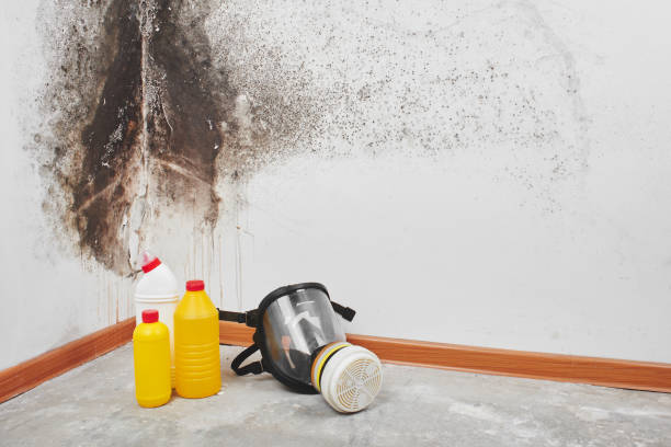 Best DIY Mold Remediation Support Services in Graham, NC