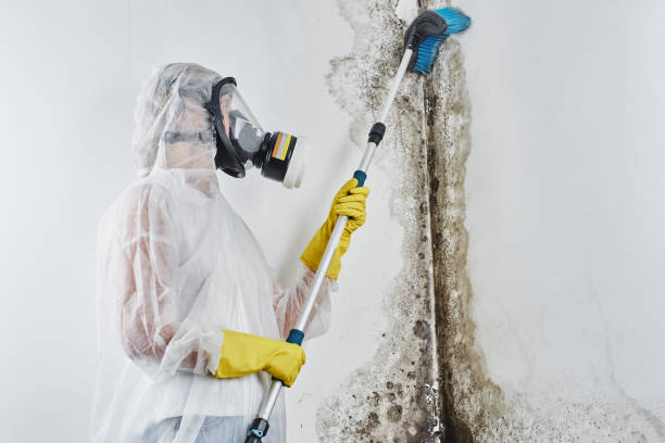 Trusted Graham, NC Mold Remediation Experts